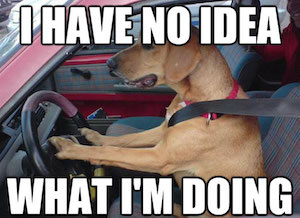 dog-driving-car-memes 복사본.jpg